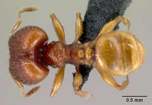 Pheidole retivertex specimen CASENT0179656 image casent0179656_1