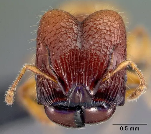 Pheidole retivertex specimen CASENT0179656 image casent0179656_2