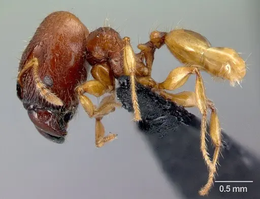 Pheidole retivertex specimen CASENT0179656 image casent0179656_3