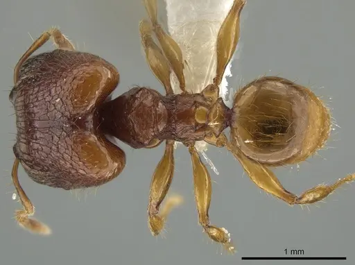 Pheidole retivertex specimen CASENT0616685 image casent0616685_1