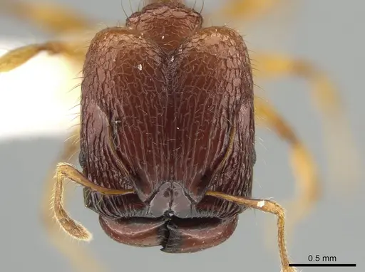 Pheidole retivertex specimen CASENT0616685 image casent0616685_2