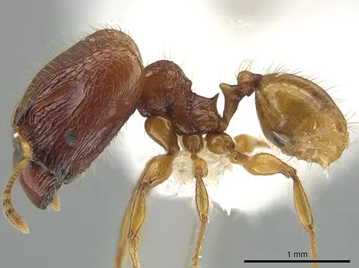 Pheidole retivertex specimen CASENT0616685 image casent0616685_3