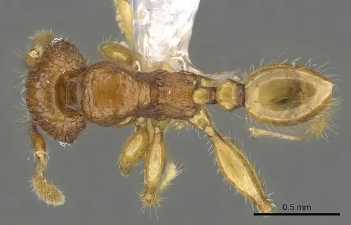Pheidole retivertex specimen CASENT0901650 image casent0901650_1