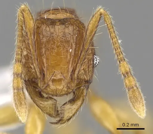 Pheidole retivertex specimen CASENT0901650 image casent0901650_2