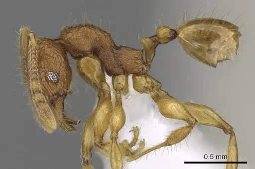 Pheidole retivertex specimen CASENT0901650 image casent0901650_3