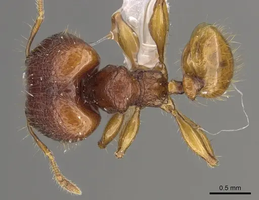 Pheidole retivertex specimen CASENT0901651 image casent0901651_1