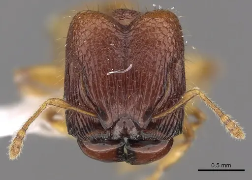 Pheidole retivertex specimen CASENT0901651 image casent0901651_2
