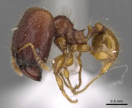 Pheidole retivertex specimen CASENT0901651 image casent0901651_3