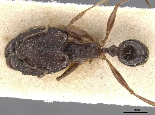 Pheidole retronitens specimen CASENT0913416 image casent0913416_1