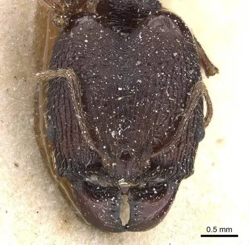 Pheidole retronitens specimen CASENT0913416 image casent0913416_2