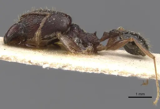 Pheidole retronitens specimen CASENT0913416 image casent0913416_3