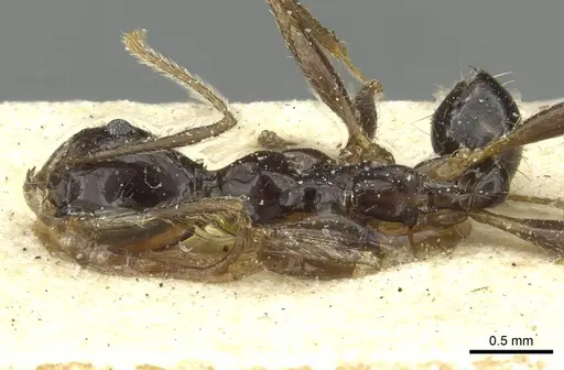 Pheidole retronitens specimen CASENT0913417 image casent0913417_1