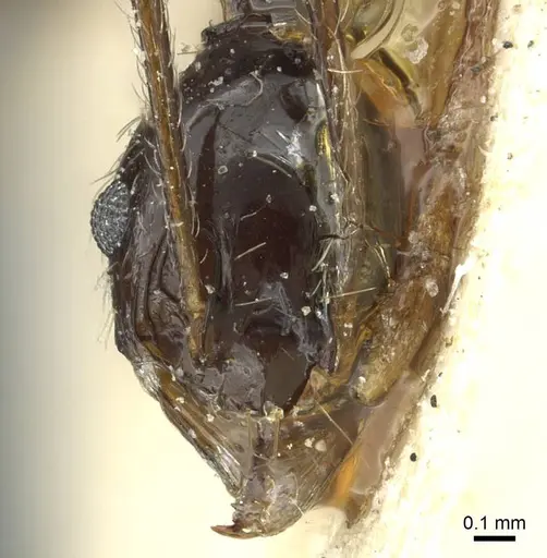 Pheidole retronitens specimen CASENT0913417 image casent0913417_2