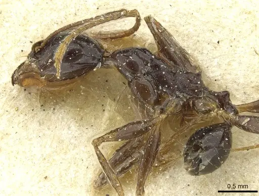 Pheidole retronitens specimen CASENT0913417 image casent0913417_3