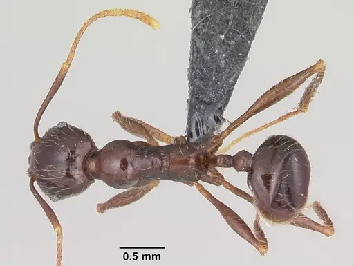 Pheidole rhea specimen CASENT0000227 image casent0000227_1