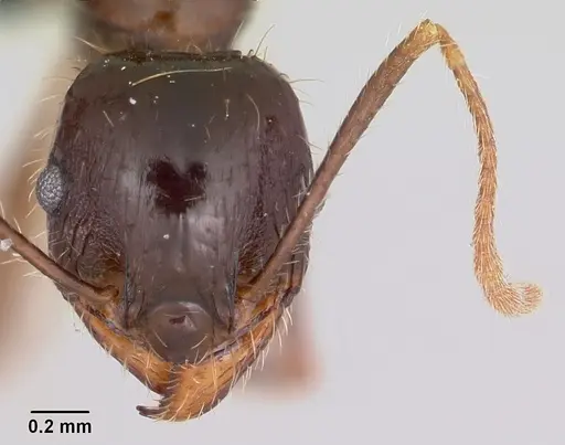 Pheidole rhea specimen CASENT0000227 image casent0000227_2