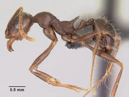 Pheidole rhea specimen CASENT0000227 image casent0000227_3