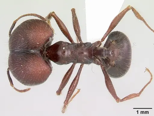 Pheidole rhea specimen CASENT0000232 image casent0000232_1