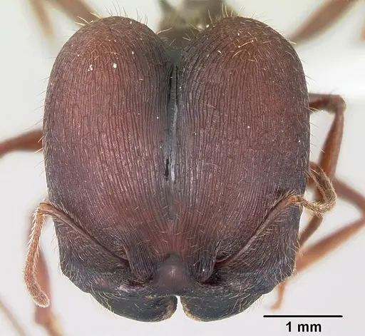 Pheidole rhea specimen CASENT0000232 image casent0000232_2