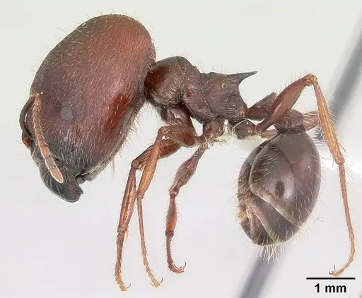 Pheidole rhea specimen CASENT0000232 image casent0000232_3