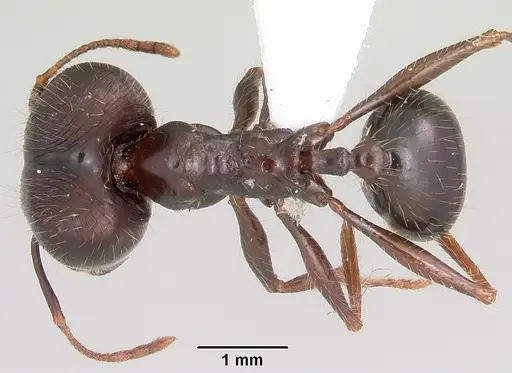 Pheidole rhea specimen CASENT0000238 image casent0000238_1