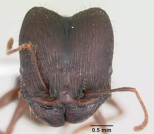 Pheidole rhea specimen CASENT0000238 image casent0000238_2