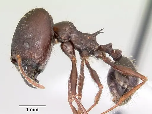 Pheidole rhea specimen CASENT0000238 image casent0000238_3