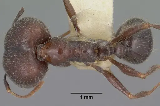 Pheidole rhea specimen CASENT0102892 image casent0102892_1
