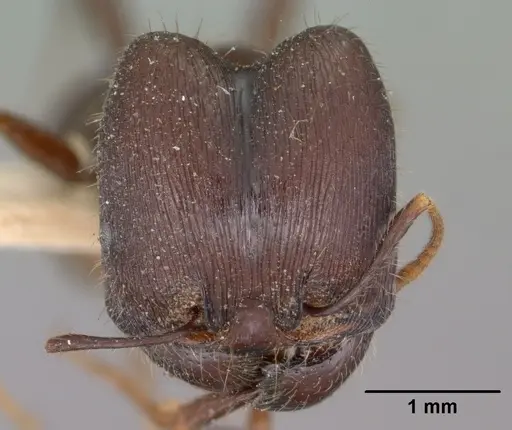 Pheidole rhea specimen CASENT0102892 image casent0102892_2