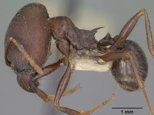 Pheidole rhea specimen CASENT0102892 image casent0102892_3
