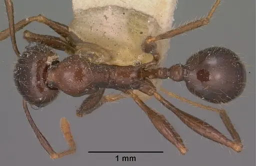 Pheidole rhea specimen CASENT0102893 image casent0102893_1