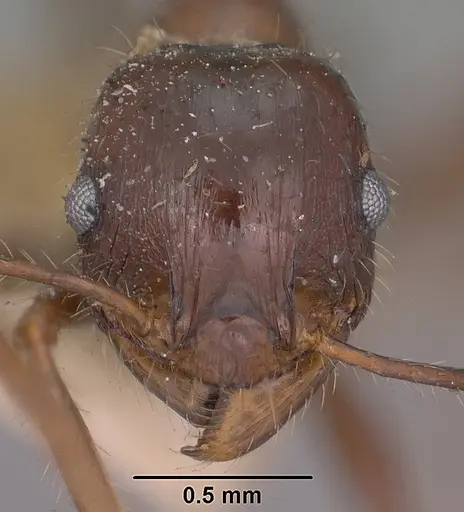 Pheidole rhea specimen CASENT0102893 image casent0102893_2