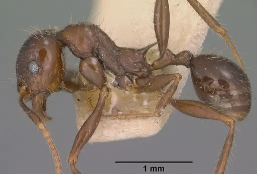 Pheidole rhea specimen CASENT0102893 image casent0102893_3