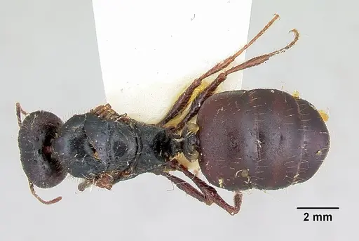 Pheidole rhea specimen CASENT0103488 image casent0103488_1