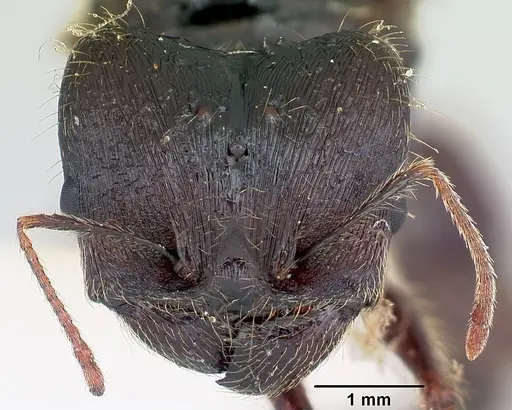 Pheidole rhea specimen CASENT0103488 image casent0103488_2