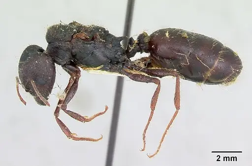 Pheidole rhea specimen CASENT0103488 image casent0103488_3