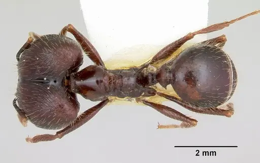 Pheidole rhea specimen CASENT0103489 image casent0103489_1