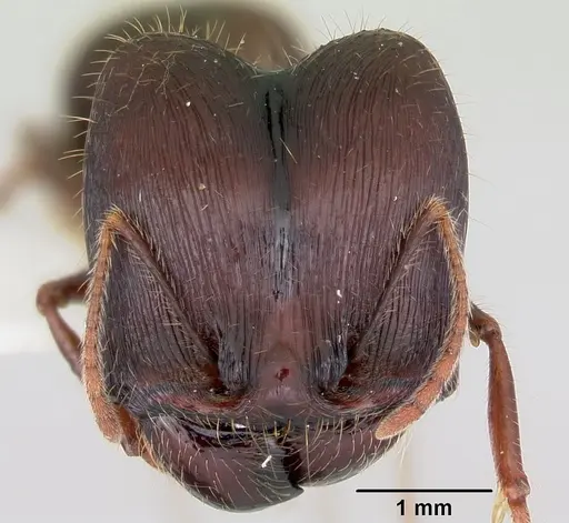 Pheidole rhea specimen CASENT0103489 image casent0103489_2