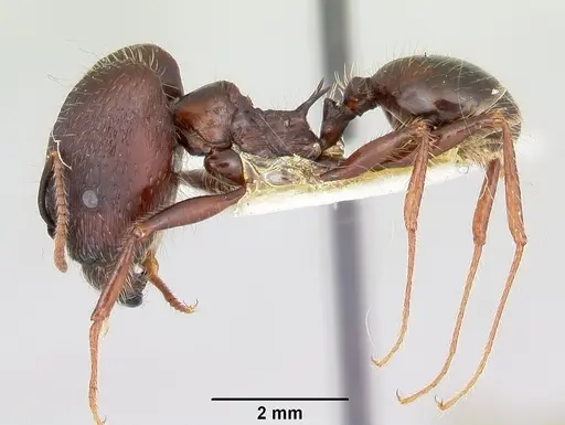 Pheidole rhea specimen CASENT0103489 image casent0103489_3