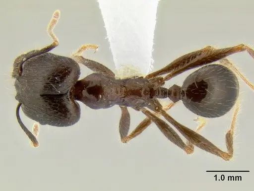 Pheidole rhea specimen CASENT0106262 image casent0106262_1