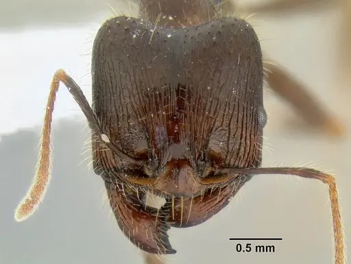 Pheidole rhea specimen CASENT0106262 image casent0106262_2