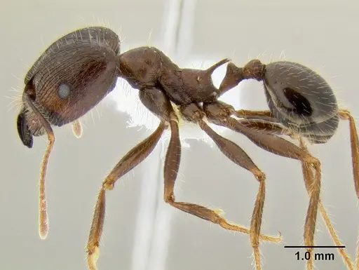 Pheidole rhea specimen CASENT0106262 image casent0106262_3