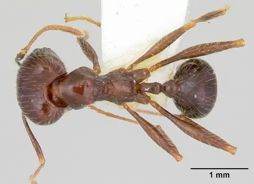 Pheidole rhea specimen CASENT0172583 image casent0172583_1
