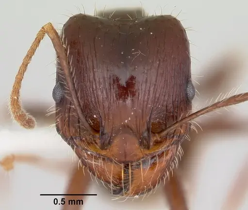 Pheidole rhea specimen CASENT0172583 image casent0172583_2