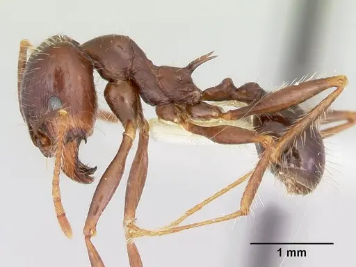 Pheidole rhea specimen CASENT0172583 image casent0172583_3