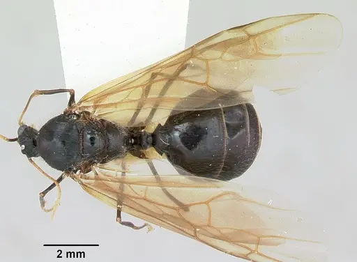 Pheidole rhea specimen CASENT0172584 image casent0172584_1