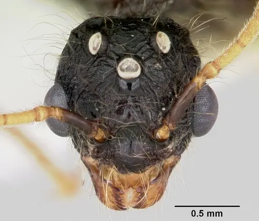 Pheidole rhea specimen CASENT0172584 image casent0172584_2