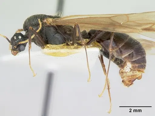 Pheidole rhea specimen CASENT0172584 image casent0172584_3