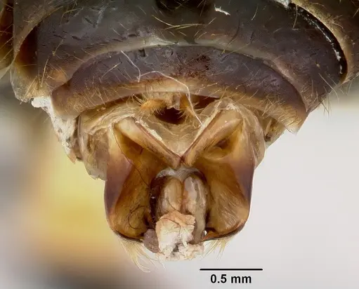 Pheidole rhea specimen CASENT0172584 image casent0172584_4