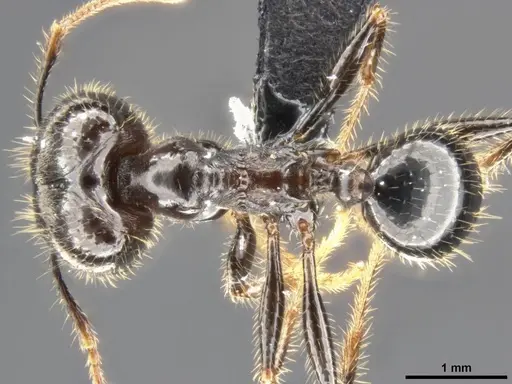 Pheidole rhea specimen CASENT0282929 image casent0282929_1